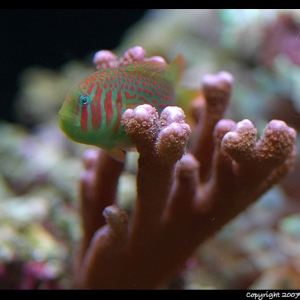 Coral Goby :D
