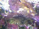 reef stuff 004 (small).jpg
