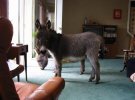 donkey in living room.jpg