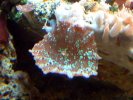 green stripped mushroom coral.jpg