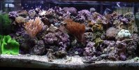whole tank update 12-01-04.jpg