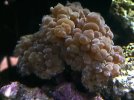 bubble-coral.jpg