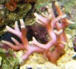 pink birdsnest with yellow tips.JPG