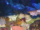 Monti Rainbow Frag Update.jpg
