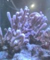 coral (5).jpg