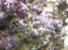 purplepink algae.JPG