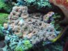 155 reef items for sale 004 (WinCE).jpg