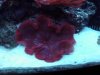 155 reef items for sale 002 (WinCE).jpg