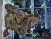 Side_Aquarium.jpg
