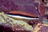 thalassoma-duperrey-j.jpg