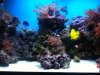 mini reef small.JPG
