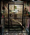 cage.jpg