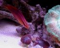 Christmas Wrasse.jpg