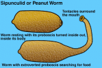 peanut_worm.gif