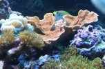 montipora and corals.JPG