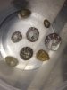 deadsnails.jpg