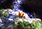 Coral ID.jpg