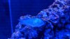 chromis-sick.jpg