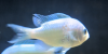 chromis sick 2.png