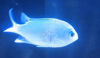 chromis 3.png