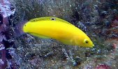 yellow_wrasses_fem.jpg