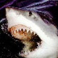 sharks