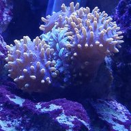 Fish_Sticks