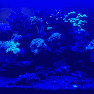 reefboi89