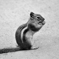 chipmunkofdoom2