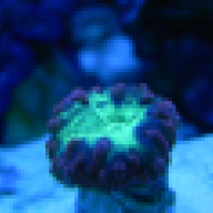 JAXReef1