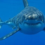 MarbleShark