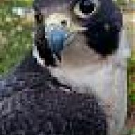 Gyr