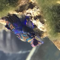 Kendalls_reef