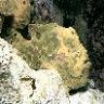 Frogfish