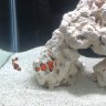 Navs_whetpets