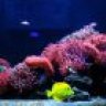 MarvinsReef