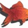 fishcasa