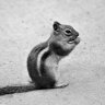 chipmunkofdoom2