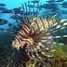 lionfishfan13