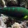 Wrasseman