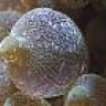 OzarksReef