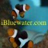 ibluewater