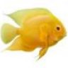 cichlid guy