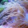 elegance coral