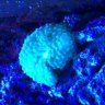 myreeftime