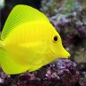 ReefAddicted14