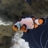 29Gsaltaquatics