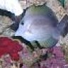 chum