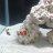 Navs_whetpets