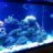 saltwater noobi